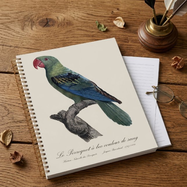 Perruche à gros bec, Tanygnathus megalorynchos (Great-Billed Parrot, Tanygnathus Megalorynchos. Planner)