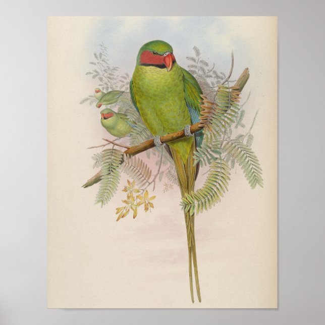 Perruche de Nicobar par John Gould Impression (Devant)