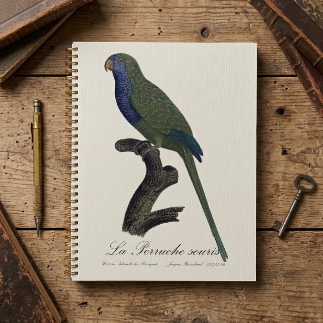 Perruche Moine, Myiopsitta Monachus (Monk Parakeet or Monk Parrot, Myiopsitta Monachus. Planner)