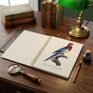 Perruche omnicolore / Rosella oriental