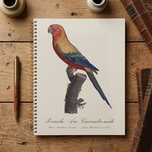 Perruche soleil mâle, Aratinga solstitialis (Sun Parakeet Male, Aratinga Solstitialis. Planner)