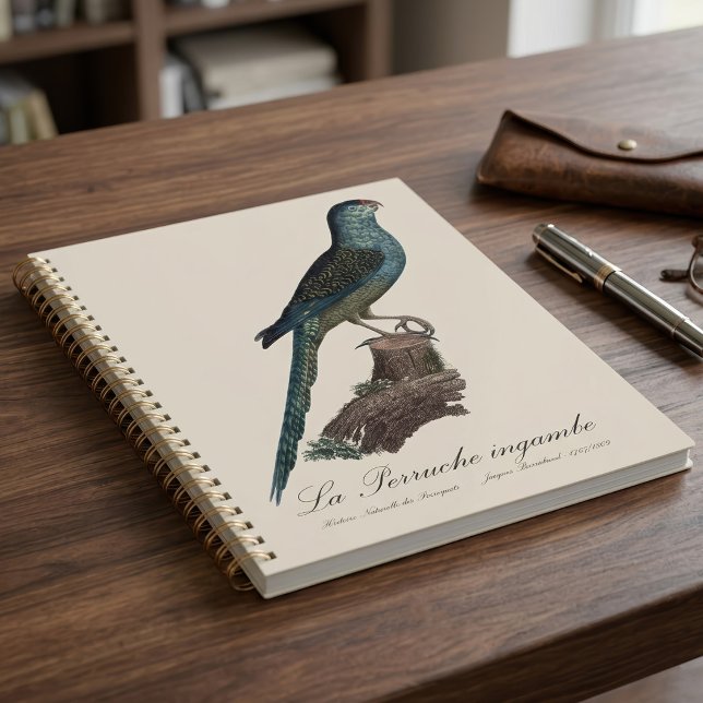 Perruche terrestre ou Perruche des marais, Pezopor (Ground Parrot or Swamp Parrot, Pezoporus Wallicus. Planner)