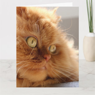 PERSIAN ORANGE CHAT BELLE CARTE D'ANNIVERSAIRE