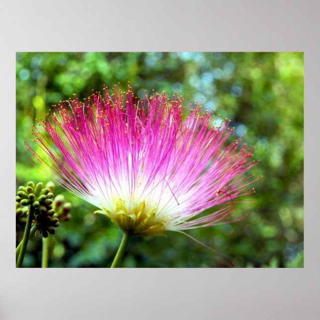 Persian Silk Tree Flower Poster (Devant)