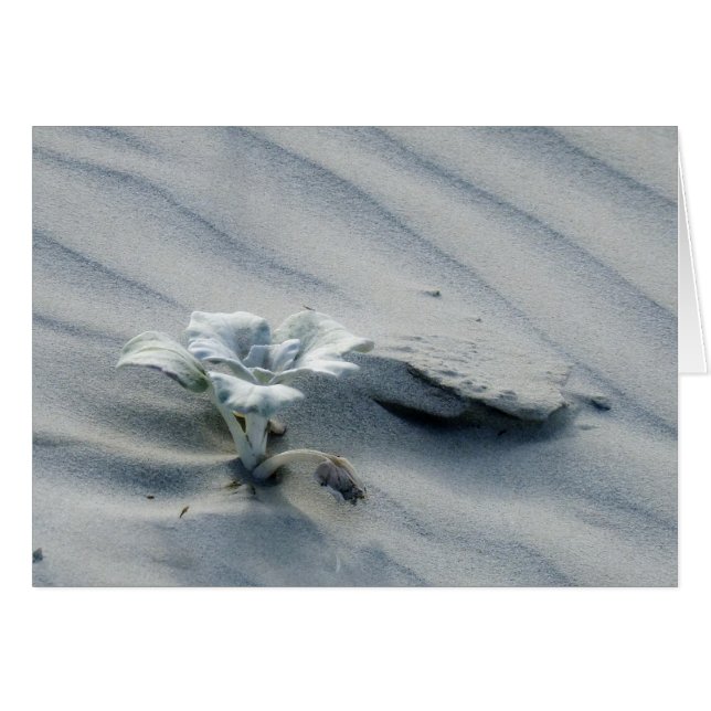 Persistance (Devant Horizontal)