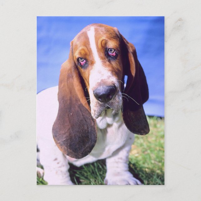 Personnalisé- Carte postale : Lonely Basset Hound (Devant)