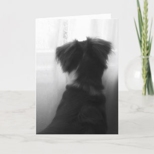 Perte de la carte de sympathie de chien