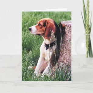 Perte de la carte de sympathie du Beagle