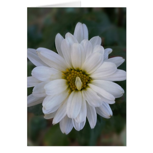 pétale blanc tordu (Devant)