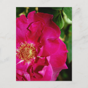 Pétales de carte postale été