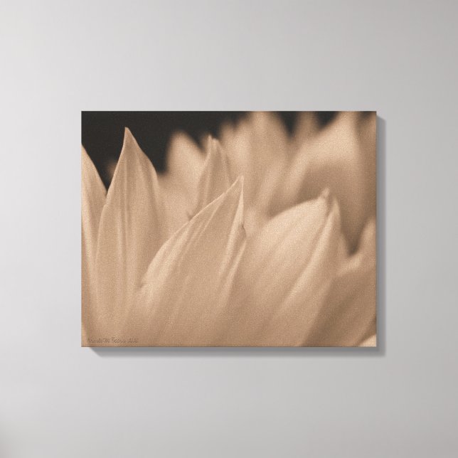 Pétales de fleurs en toile Sepia Tone (Recto)