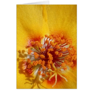 Pétales de fleurs jaunes