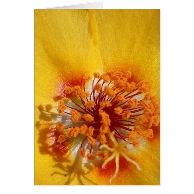 Pétales de fleurs jaunes (Devant)