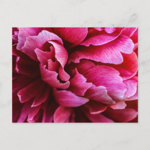 Pétales de pivoine rose sur carte postale