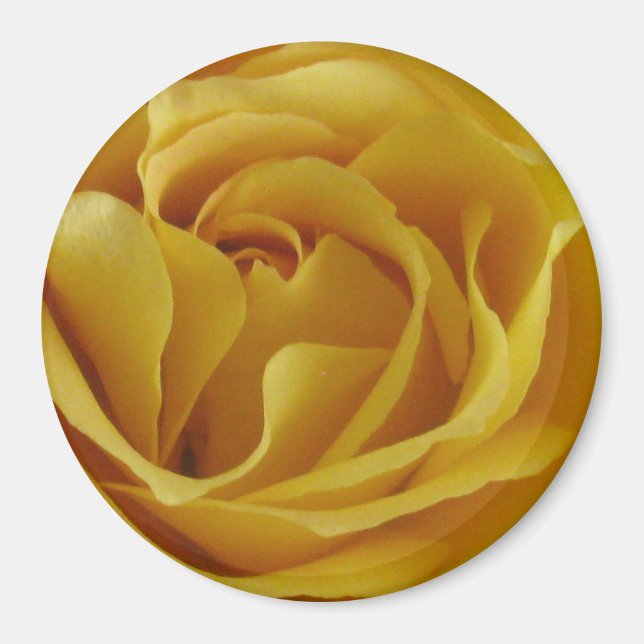 Pétales de rose jaune Aimant rond 3 po (Devant)
