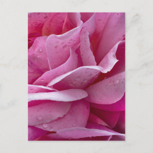 Pétales de rose rose carte postale et gouttes de r
