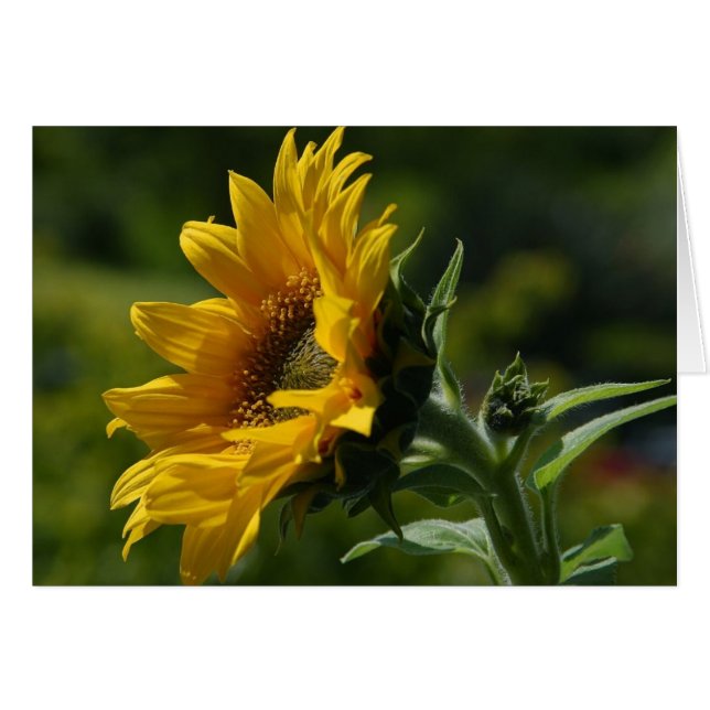 Pétales de tournesol Jaune de pollen (Devant horizontal)