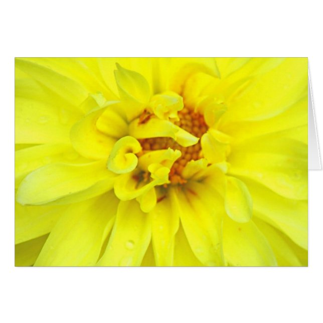 Pétales Jaunes (Devant horizontal)