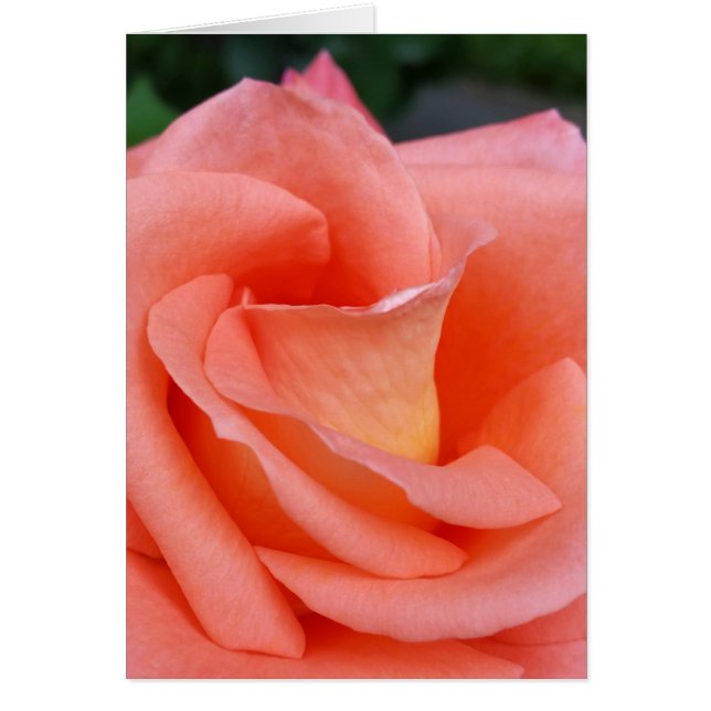 pétales roses (Devant)
