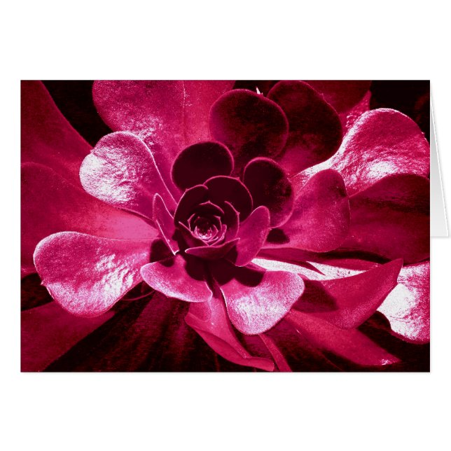 Pétales roses chaudes (Devant horizontal)