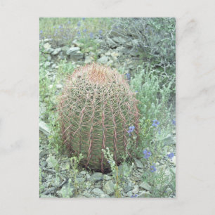 Pétales roses Prickly Cactus Arizona Carte postale