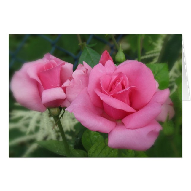 Pétales roses - Rose (Devant horizontal)