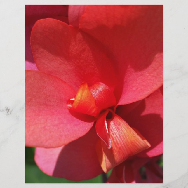 pétales rouge vif (Devant)