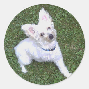 Petey Le Sticker Pom-A-Poo