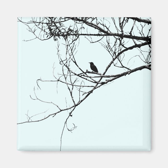 Petit aimant d'oiseau noir (Devant)
