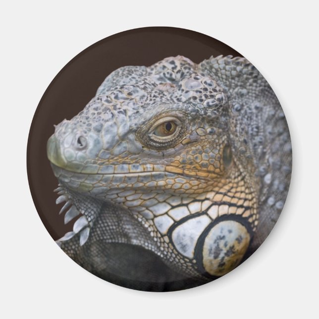 Petit aimant Dragon (Devant)