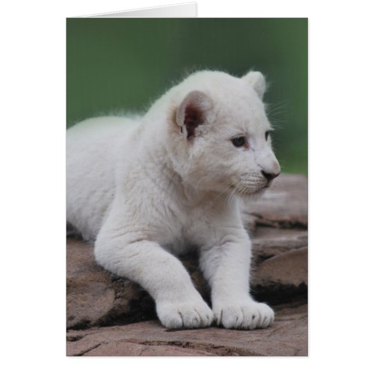 Petit Animal De Lion Blanc De Bebe 2 Zazzle Fr
