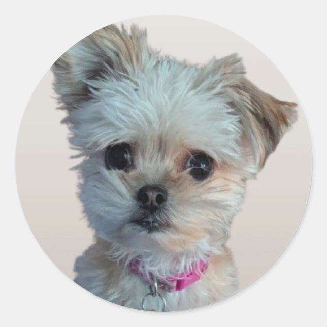 Petit autocollant pour chien (Devant)