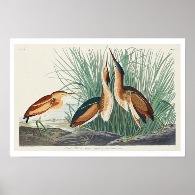 Petit Bittern par Audubon Poster (Devant)