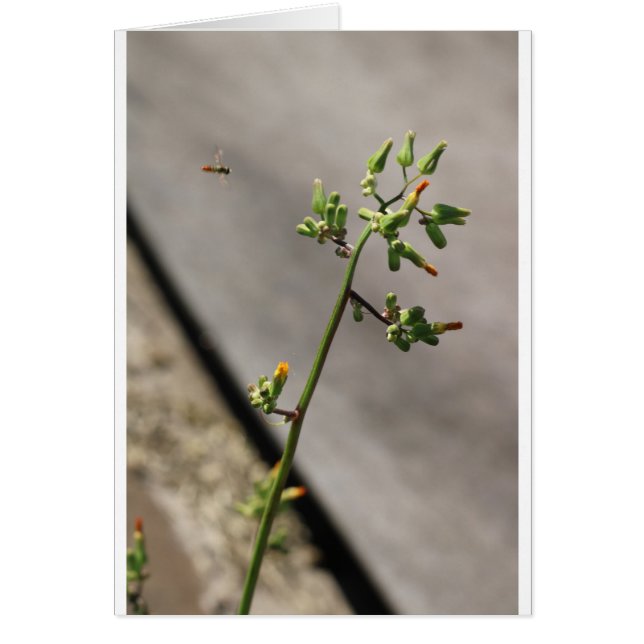 Petit Bug, Petite Fleur (Devant)