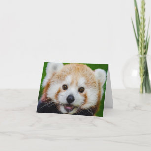 PETIT Carte pour notes BLANC : PANDA ROUGE