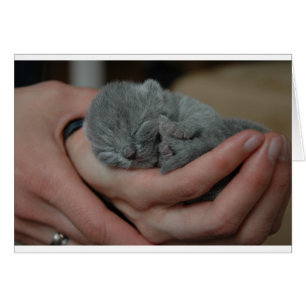 Petit Chaton Bébé Bleu
