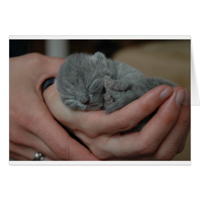 Petit Chaton Bébé Bleu (Devant horizontal)