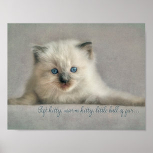 Petit chaton molle, poster de chaton Ragdoll