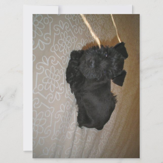 petit chiot schnauzer (Devant)