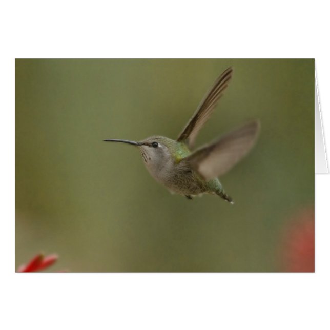 Petit colibri puissant (Devant horizontal)