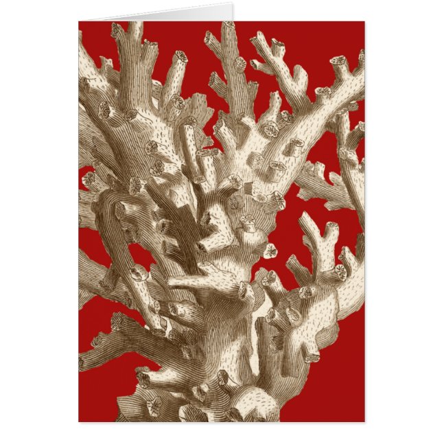 Petit corail en rouge (Devant)