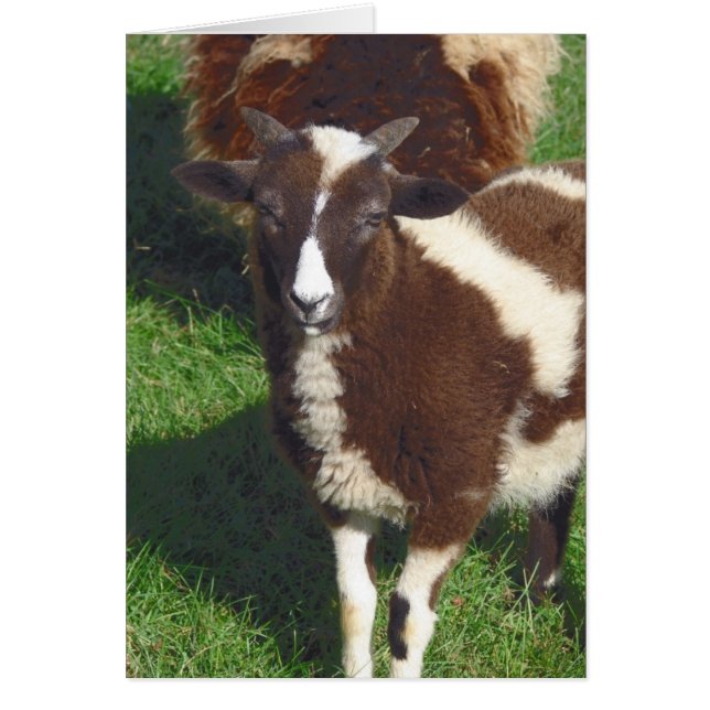 Petit En Été (Devant)