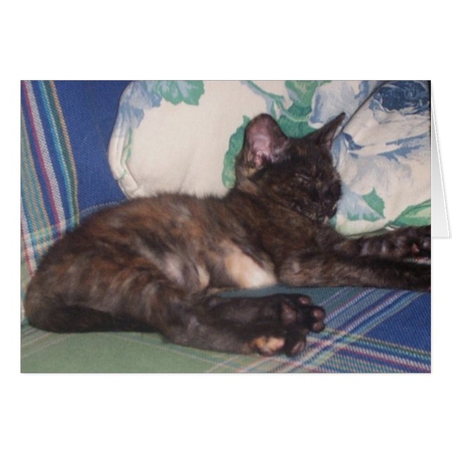 Petit Kitty (Devant horizontal)