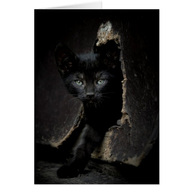 Petit Kitty noir (Devant)