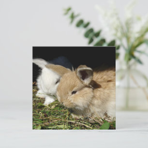 Petit lapin moelleux