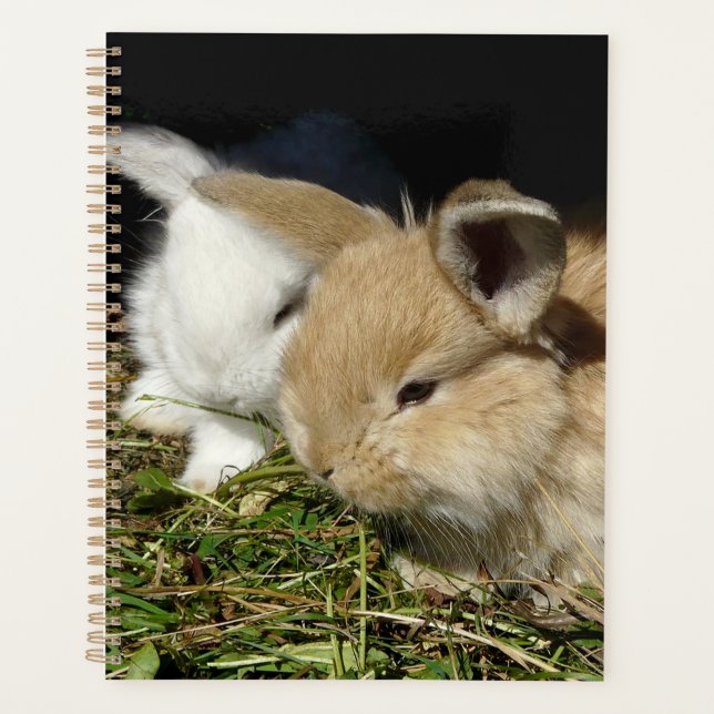 Petit lapin moelleux (Devant)
