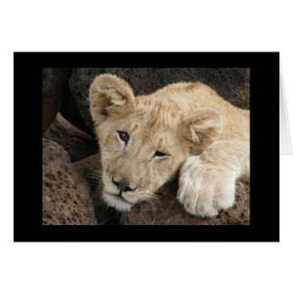 Petit lion