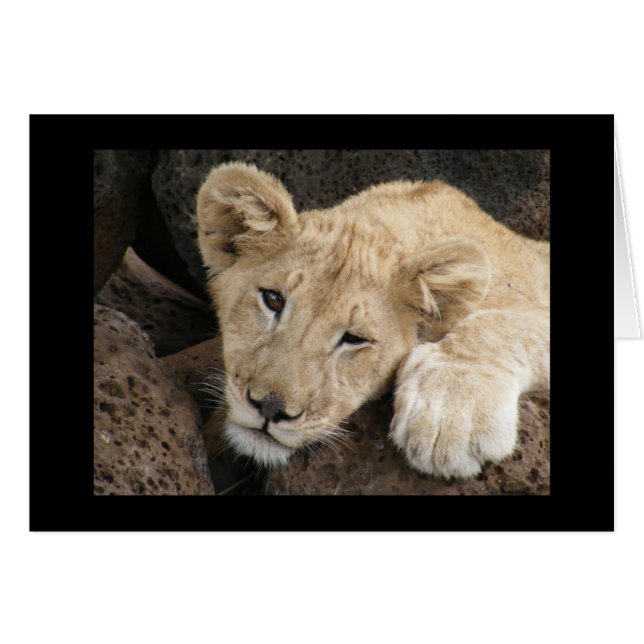 Petit lion (Devant horizontal)
