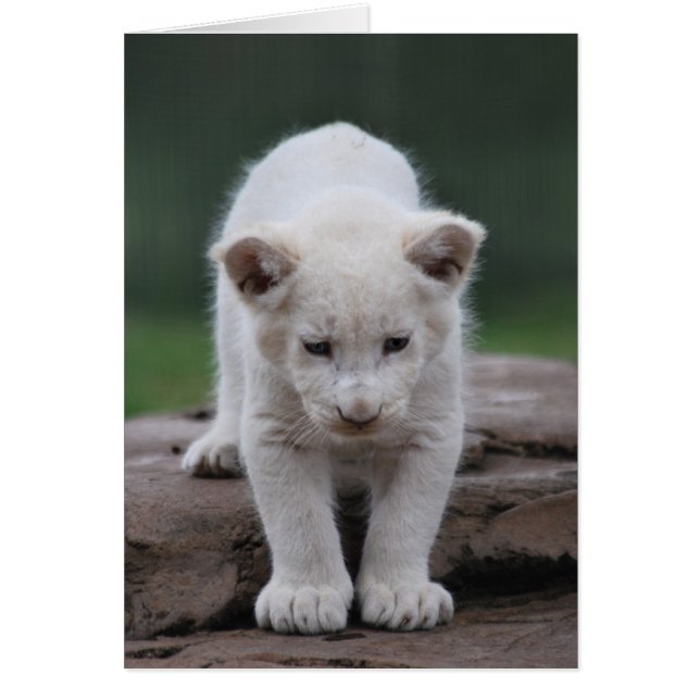Petit lion blanc (Devant)