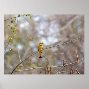 Petit mangeur d'abeilles à Branche - Poster d'oise